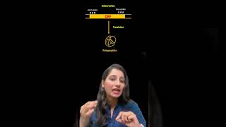 MONOCISTRONIC VS POLYCISTRONIC mRNA [upl. by Eimerej]