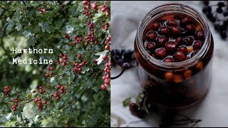 Hawthorn Berry Herbal Medicine Making  Oxymel amp Syrup [upl. by Gerdeen]