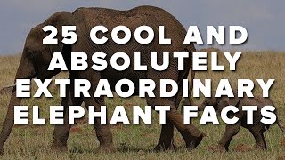 25 Cool And Absolutely Extraordinary Elephant Facts [upl. by Nomal732]