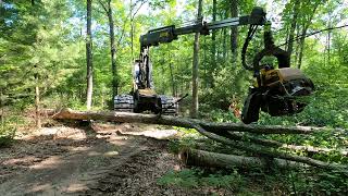 Ponsse Ergo 8w C5 H8 cutting a white oak [upl. by Stanwinn]