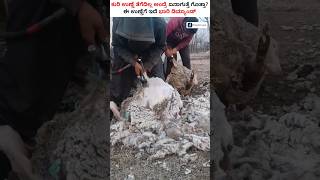 What Happens if We Don’t Remove Wool From Sheep🐏 shorts SheepShearingg sheepwool [upl. by Melva]