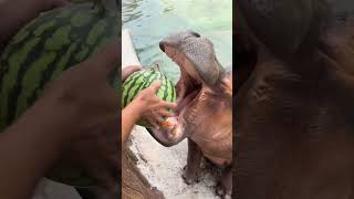 Nanzai eats watermelon and juice bursts out in one bite Hippopotamus eats watermelon1 [upl. by Drofhsa131]