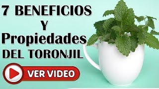 TORONJIL Propiedades Y Beneficios De Esta Poderosa Planta Medicinal Melissa Officinali [upl. by Adok849]