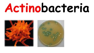 Actinobacteria [upl. by Adnilem943]