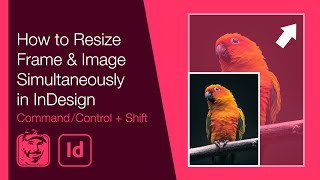 How to Resize Frame amp Image Simultaneously in InDesign [upl. by Tillfourd]