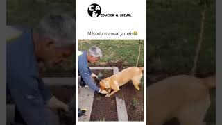 animal pet gato cachorro meme comedia brasil br youtubeshorts youtube naoflopa [upl. by Giarc]