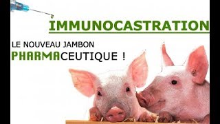 info  Immunocastration Le nouveau jambon pharmaceutique [upl. by Semaj886]