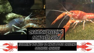 Complete crayfish breeding guide [upl. by Irotal882]