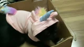 I dressed my cat as a Unicorn now catacorn ￼ [upl. by Anawat606]