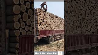 Hard Working Day 122 The Process Of Cutting Timber And Leveling It With [upl. by Iy]