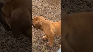 South African Boerboel puppy [upl. by Valente]