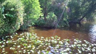 Caloosahatchee Regional Park 7 052013 [upl. by Pathe29]