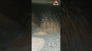 AFBC BOILER BED FLUIDIZATION TEST BEFORE LIGHT UP  एक बार वीडियो जरूर देखे  shorts viral [upl. by Cila]