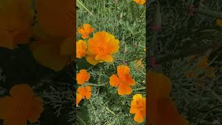 POLECAM maczkiCalifornia poppies English CCssubtitles [upl. by Edythe]