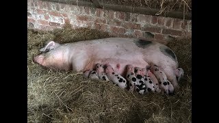 Pig giving birth  Gloucestershire Old Spot sow farrowing [upl. by Arnold108]