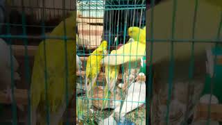 budgerigar bird price‌  Baazigar pakhi  youtubeshorts shorts [upl. by Publea]