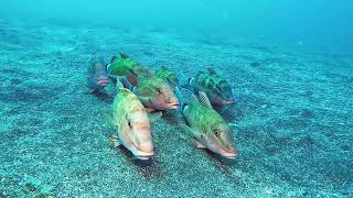 【映像記録】集団休息中のホウライヒメジを見る Lets watch resting Whitesaddle goatfish together [upl. by Charmain]