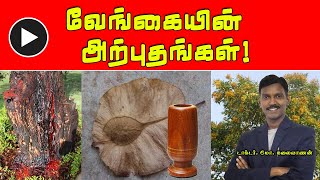 வேங்கையின் அற்புத விநோதங்கள்  Pterocarpus Marsupium  PENTVTAMIL [upl. by Entsirhc]