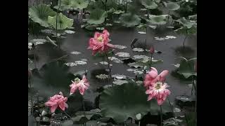 nelumbo nucifera in my dream i was a lotus [upl. by Spear]