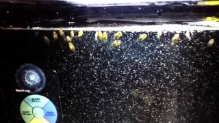 Clownfish Fry Babies [upl. by Nauwaj]