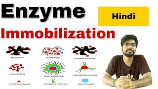 enzyme immobilization in hindi [upl. by Tessa]