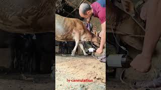 intravenous infusion of calcium borogluconate in jugular veinsiv procedure for a cowcow short [upl. by Namra]