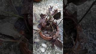 Alternanthera plant viralreels viralvideo viralshorts plantforfuture gardening trending [upl. by Chemush]