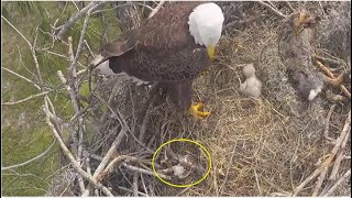 SWFL Eagles  M15 REMOVES EGG2 FROM NEST BOWL 😲 Explanation On What May Have Happened To Egg2 1224 [upl. by Mccowyn]