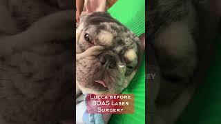 Brachycephalic Obstructive Airway Syndrome amp Results After BOAS Laser Surgery [upl. by Cis612]