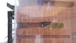 Goldenbrowed Resin Bee Building a Nest in Bee Hotel [upl. by Mroz]