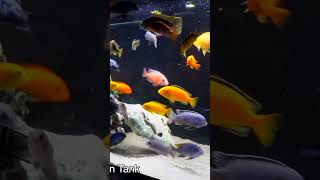 Colorful Mbuna Tank shorts fishkeeping fishkeeper fish fishtank aquarium cichlid [upl. by Jewel]