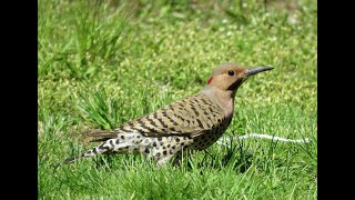 Northern Flicker Woodpecker Territorial Call [upl. by Nogas]