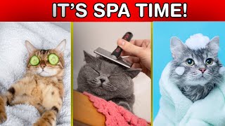 Kitty Spa Day [upl. by Behn570]