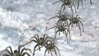 Goliath Tarantula Eats Man In Cave [upl. by Whittemore]