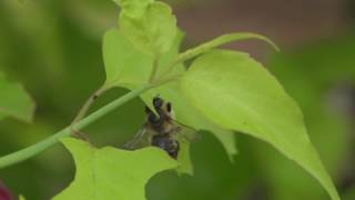 Female leafcutter bee Megachile willughbiella cutting a leaf Bristol UK [upl. by Midas]