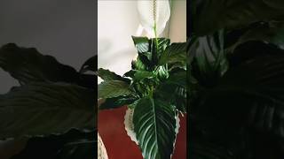 Peace lily Plant Care  पीस लिली की देख भाल कैसे करें  Peace Lily Plant  Shorts [upl. by Atiuqer]