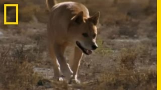 Dingo vs Kangaroo  National Geographic [upl. by Shewchuk]