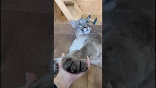 Have you ever seen a cougars paw braige cougar animals cat [upl. by Eendyc402]