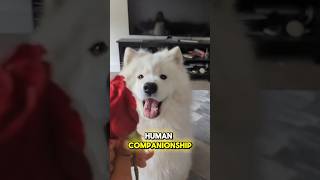 Fluffy Samoyed  the cutest companion dog samoyed [upl. by Vashtia]