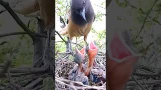 The Rufous Treepies Nesting Narrative A Birds Story of Care shorts [upl. by Yeloc667]