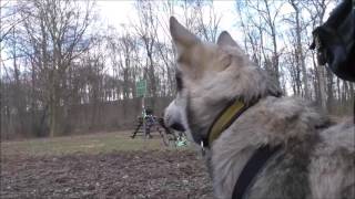 Saarloos Wolfhund Leon flaniert [upl. by Dotson655]