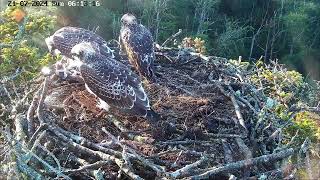 Review Osprey Parent birds brings a big fish to feed their babies  July212024 birds birdslover [upl. by Aurelius]