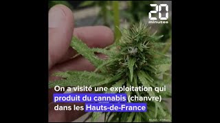 Lille  On a visité une exploitation de cannabis CBD [upl. by Warram441]