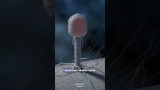 Secrets of Bacteriophage Unveiled science sciencefacts [upl. by Assirralc]