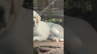 Sherlock sherlu pets dog labrador retriever breed [upl. by Anauqal]