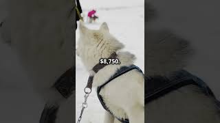 Top 10 Most Expensive Dogs in the World [upl. by Neelrac394]