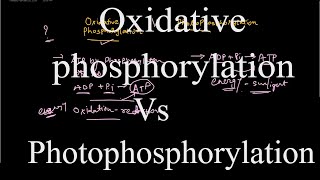 Oxidative phosphorylation vs Photophosphorylation [upl. by Enorej731]