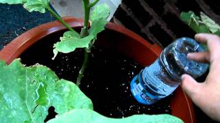 How to Make a Drip Water Irrigation System for a Container Garden [upl. by Isherwood]