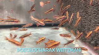 Poecilocharax weitzmani [upl. by Einalam16]