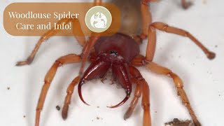 Woodlouse Spider Care and Info  Dysdera crocata [upl. by Leese]